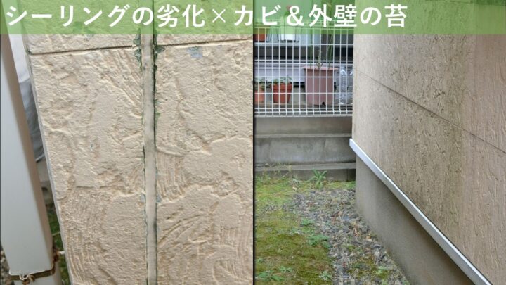 シーリングの劣化×カビ＆外壁の苔
