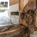 シロアリ被害は雨漏りから始まる？新潟市で外壁内部まで見抜ける駆除・修繕の判断基準