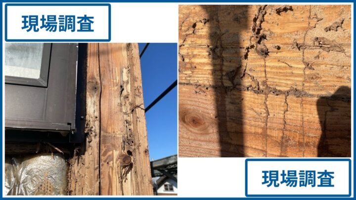 シロアリ被害を受けた木部